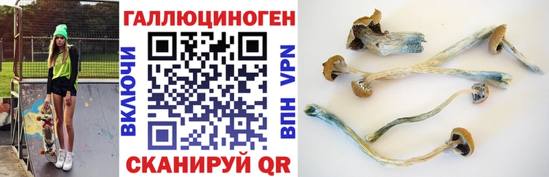 купить закладку Ахтырский Галлюциногенные грибы MAGIC MUSHROOMS